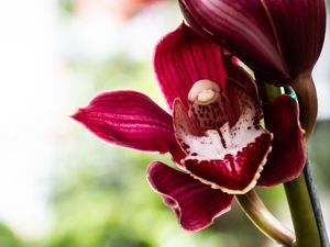 ORQUÍDEA VERMELHA