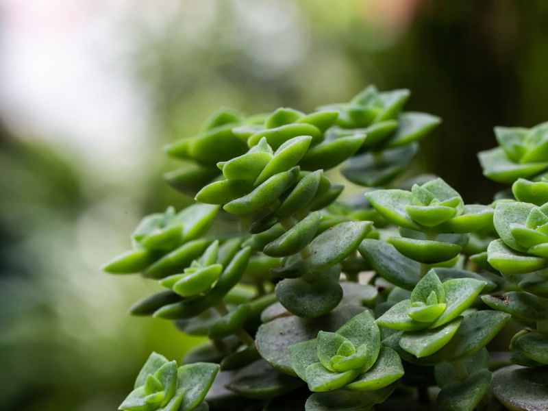SUCULENTA VERDE MACRO 2