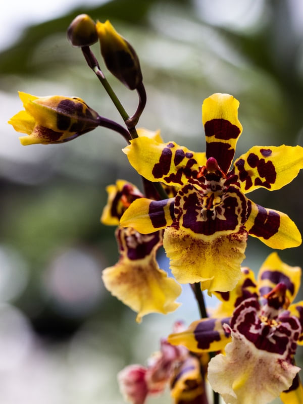 ORQUÍDEA TIGRE
