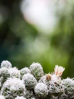 CACTO COM FLOR MACRO