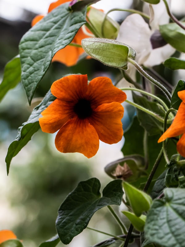 FLOR LARANJA COM CENTRO ESCURO