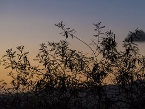 POR DO SOL NO CAMPO IV