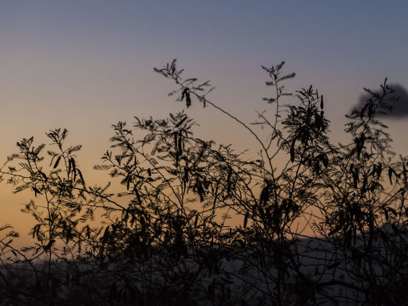 POR DO SOL NO CAMPO IV