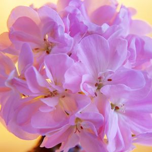 FLOR MACRO 0027