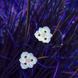 TWO FLOWERS