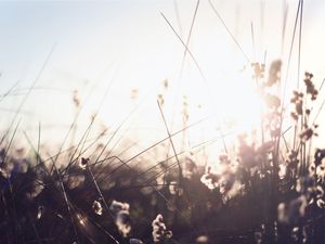 SUMMER COLORS - 04