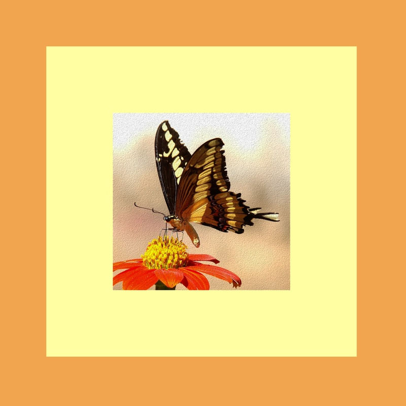 BORBOLETA 2 ES