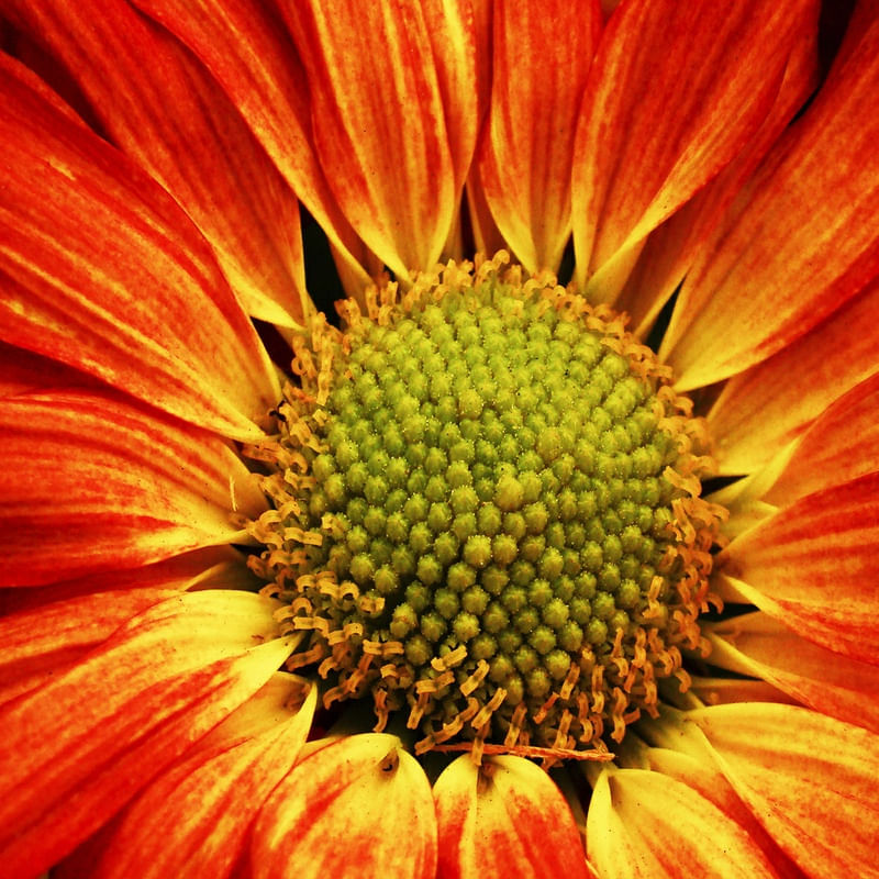 FLOR 1 ES