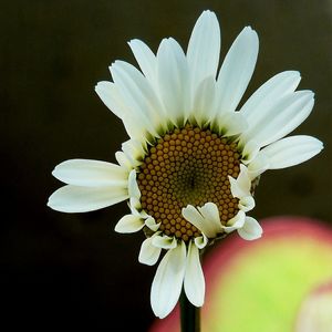 FLOR 2 ES
