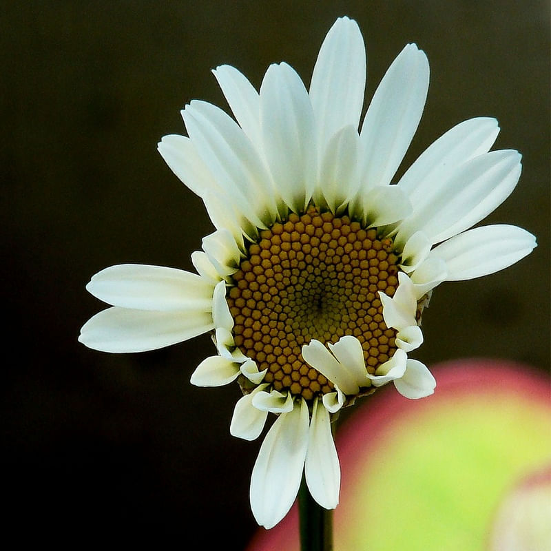 FLOR 2 ES