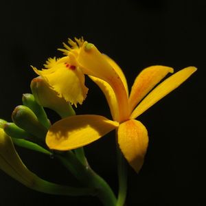 FLOR 4 ES