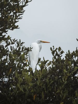 O DESCANSO DA GARÇA