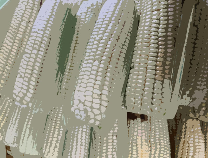 LEGUMES003