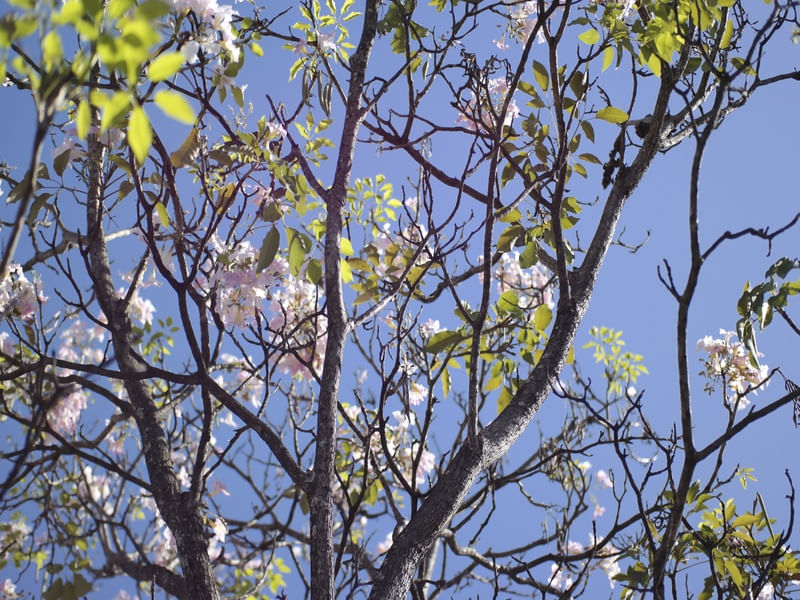 DECORAÇÃO FLORAL TOTAL