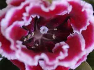 UMA FLOR NO FIM DO TÚNEL