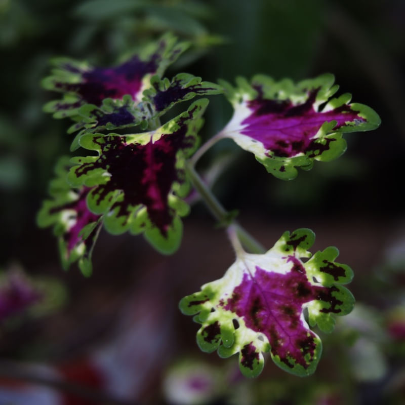 ESTAMPA FLOR