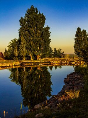 REFLEXO DE UMA ÁRVORE