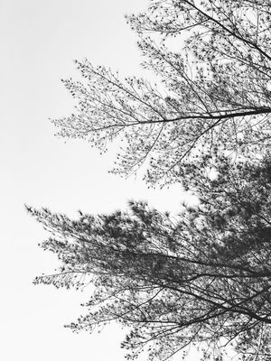 CONTRASTE POR SABEL