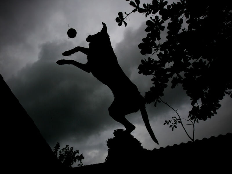 O CÃO E A BOLA II