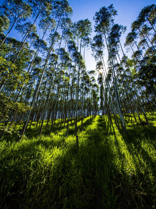 UMA FLORESTA PLANTADA
