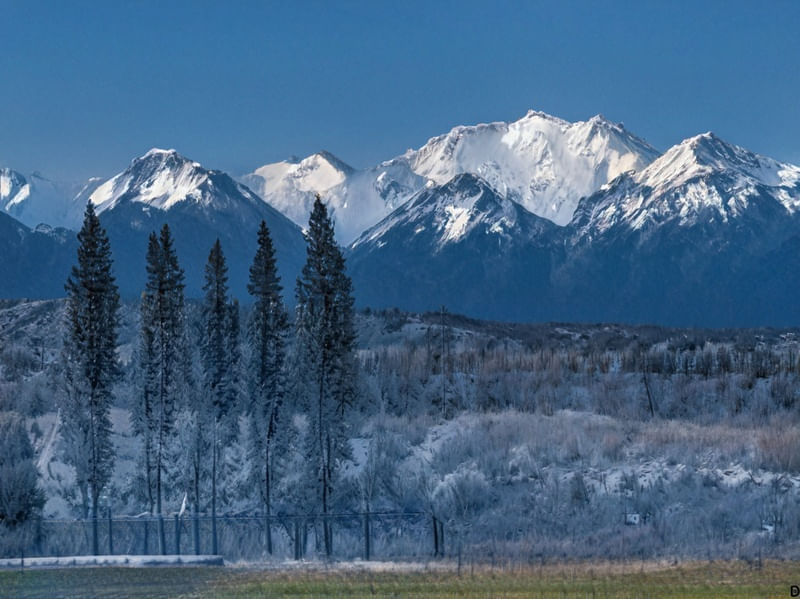 INVERNO NAS MONTANHAS COM ÁRVORES