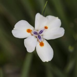 DIETES IRIDIOIDES
