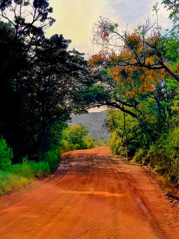CAMINHOS DE TERRA OLIVAL 3