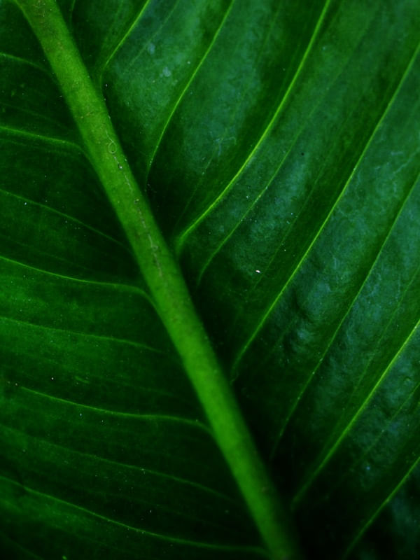FOLHA VERDE SEM AGUA 00