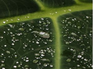 FOLHA VERDE E AGUA 01