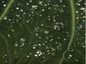 FOLHA VERDE E AGUA 00