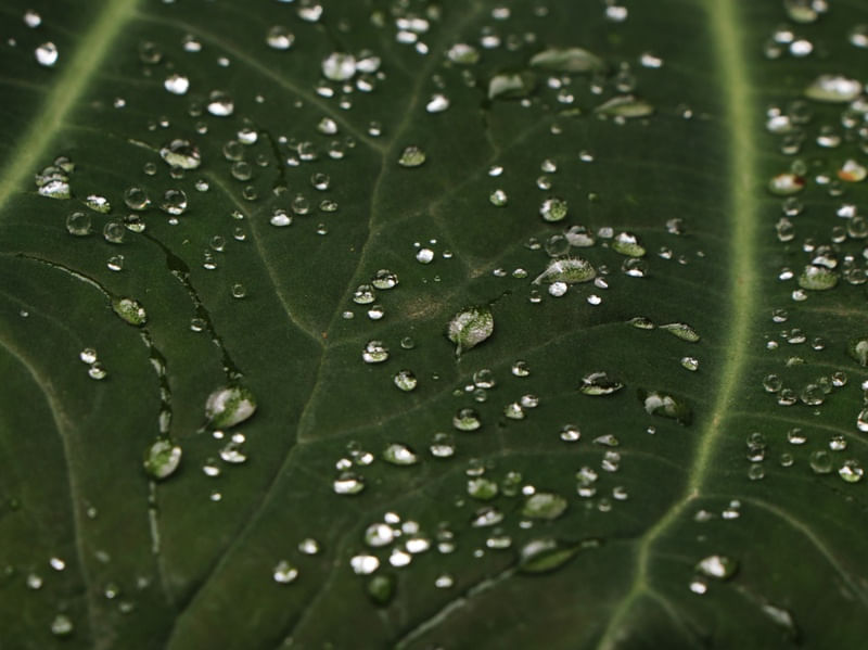 FOLHA VERDE E AGUA 00