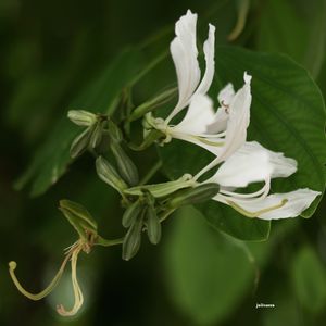 SEJA BRANCA