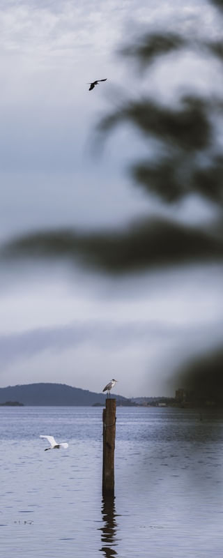 ESPERANDO VOAR