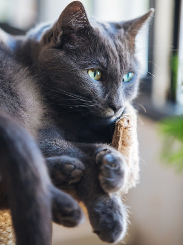 GATO CINZA NA JANELA