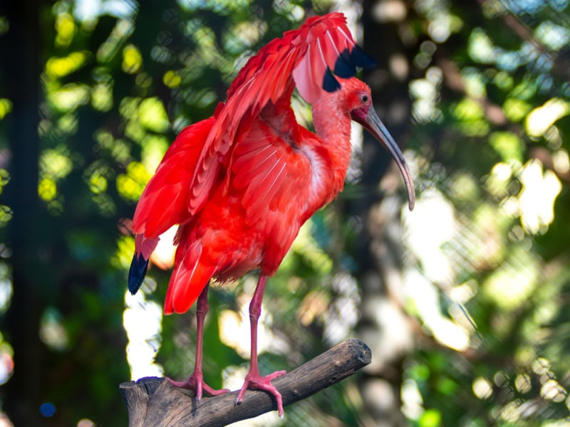 AVE GUARÁ