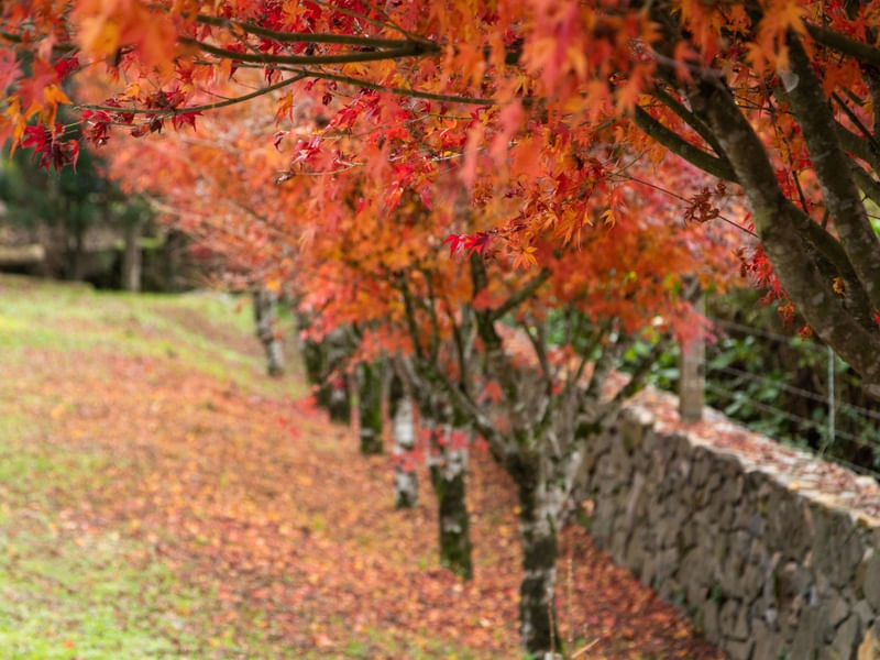 AUTUM FOLHAS