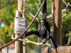 MACACO ARANHA