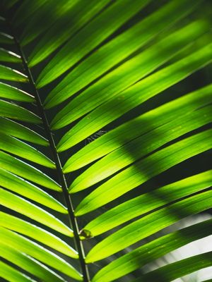 FOLHAGEM VERDE 2