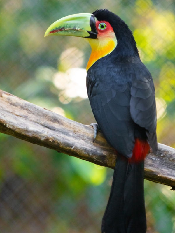 TUCANO DO BICO VERDE