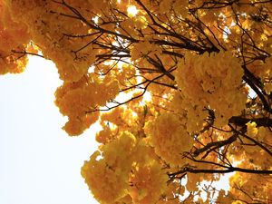 IPÊ AMARELO 2