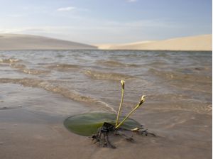 ESTRELA BRANCA - LENÇÓIS MARANHENSES