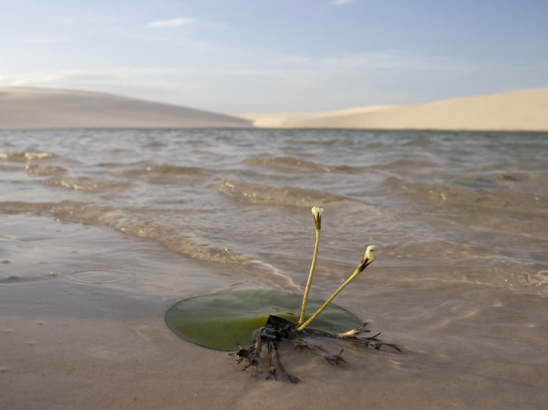 ESTRELA BRANCA - LENÇÓIS MARANHENSES