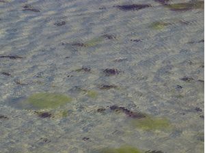 DETALHE DE LAGOA NOS LENÇÓIS MARANHENSES