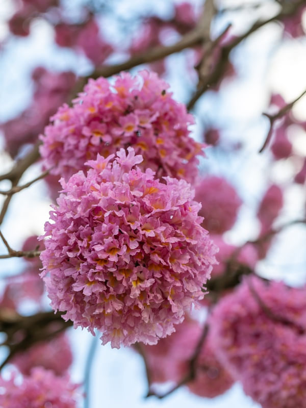 BOLAS DE IPE ROSA