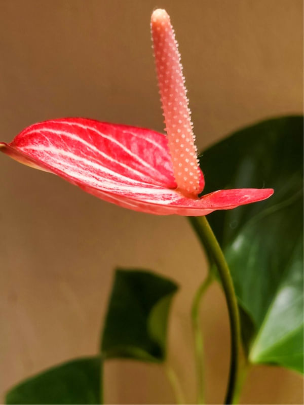 FLOR ROSADA