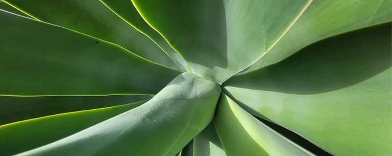 VERDE E FORMAS