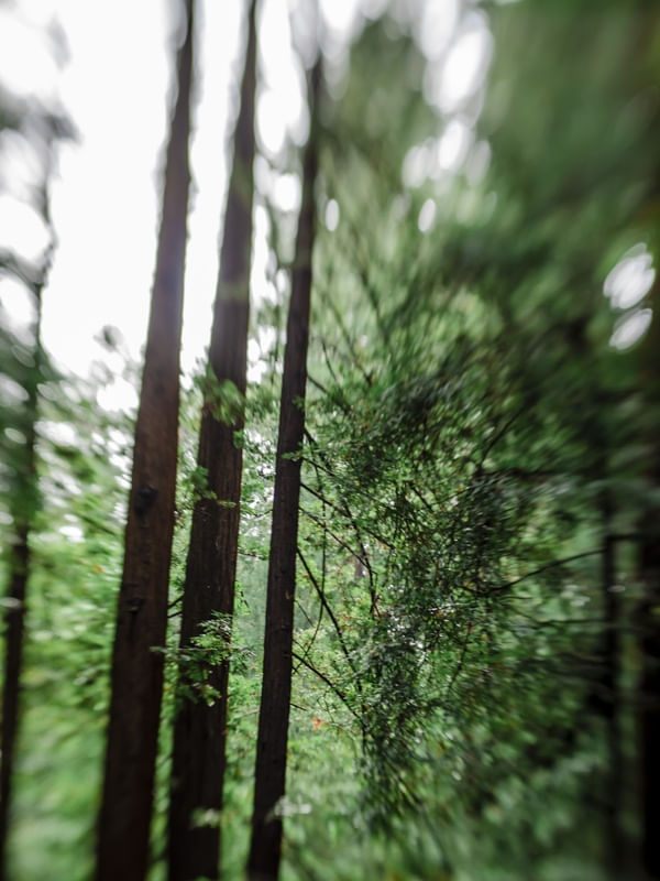 THE WILD RUN