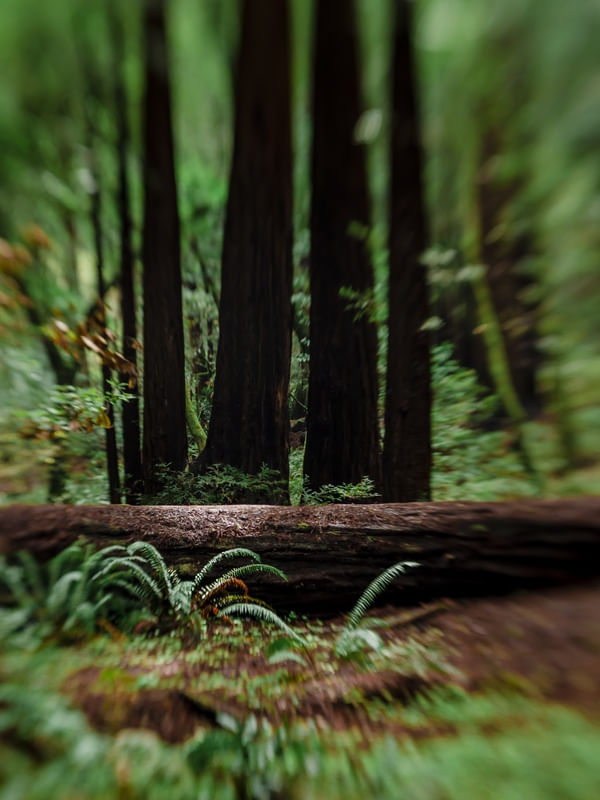 THE WILD RUN 2
