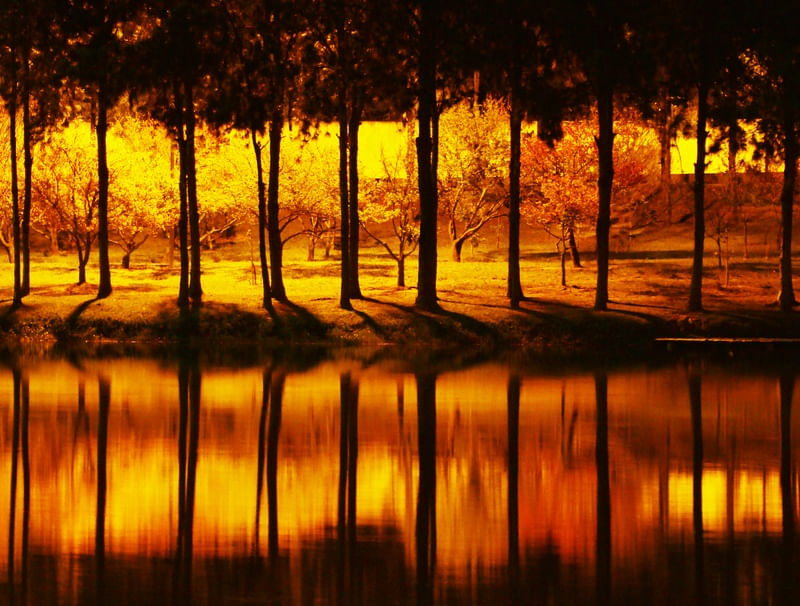 BOSQUE 1 ES