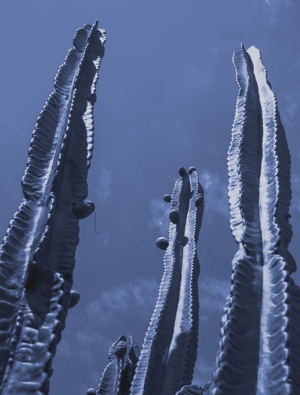 CACTUS AZUL ES
